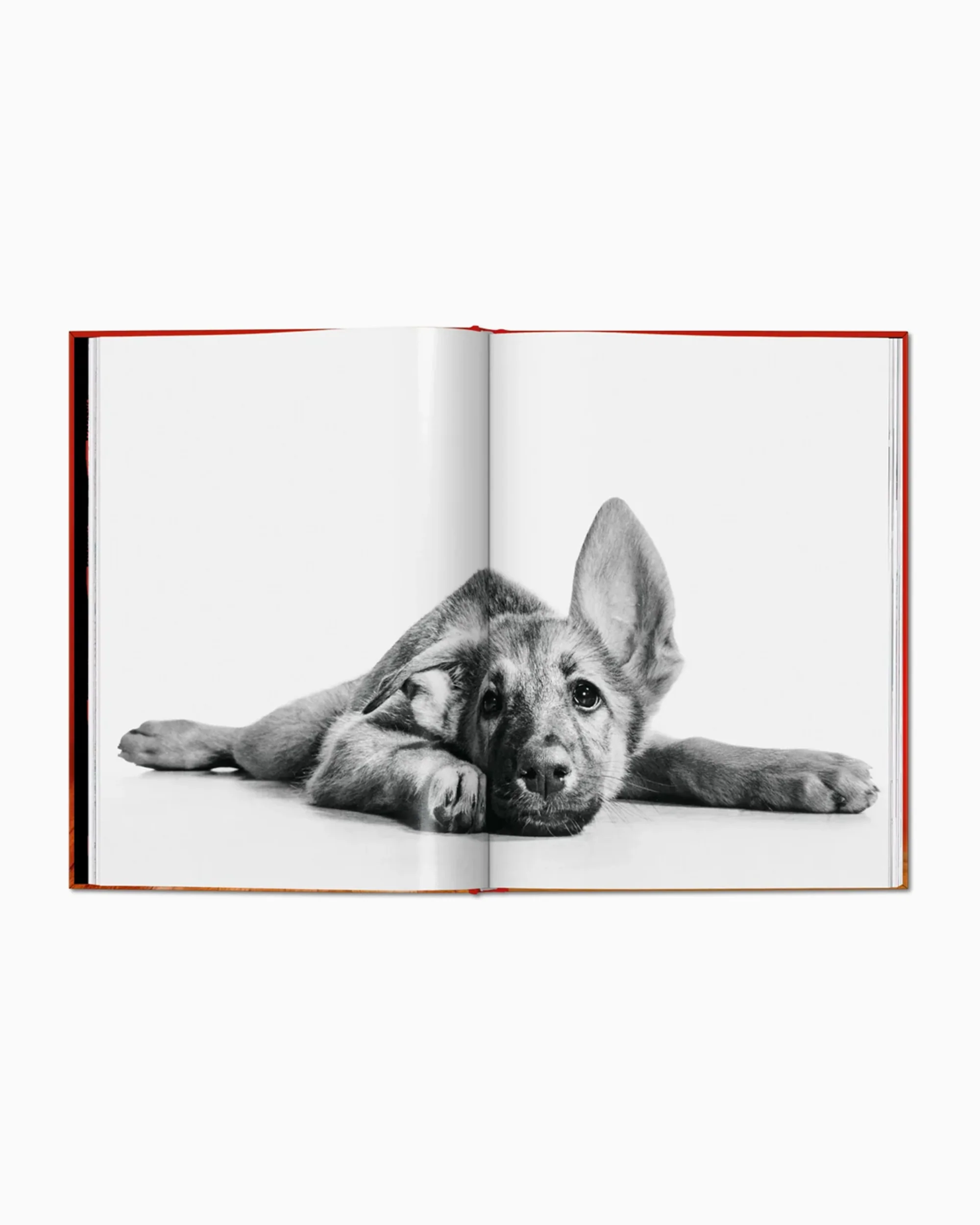 Taschen Walter Chandoha. Dogs. Photographs 1941–1991 - Image 4