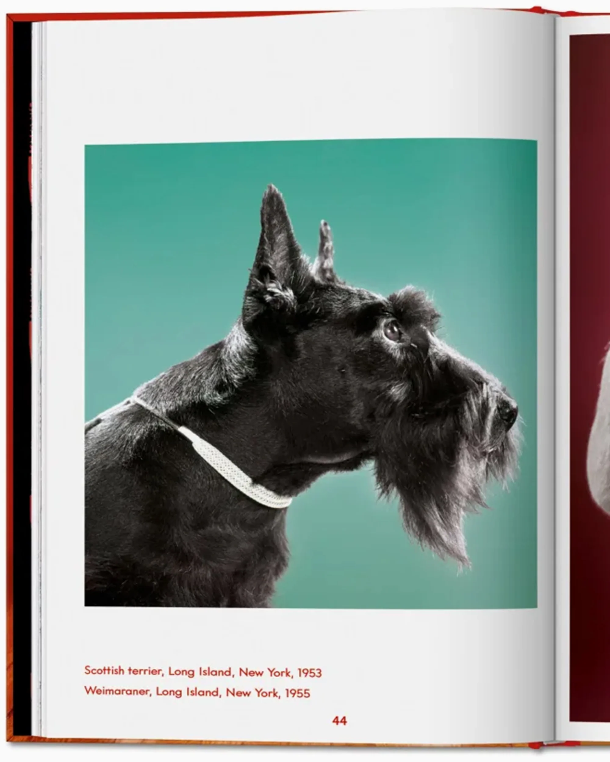 Taschen Walter Chandoha. Dogs. Photographs 1941–1991 - Image 6